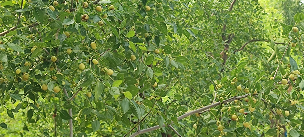 河北静心苗木基地