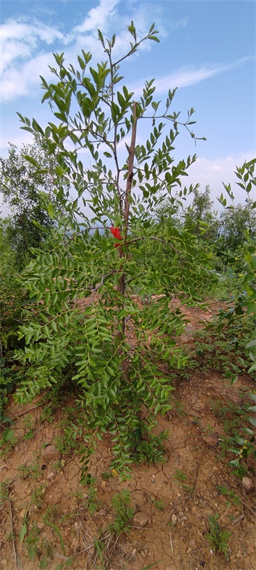 河北静心酸枣苗木基地